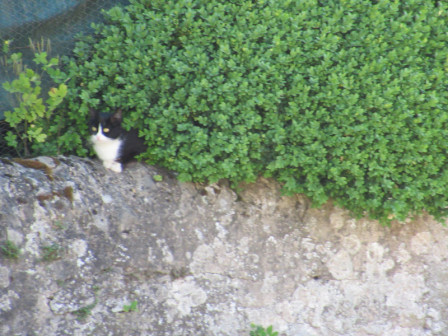 ChatFremenil01.jpg, juin 2019