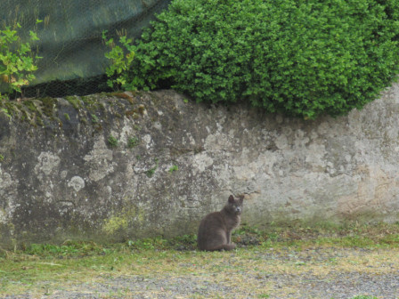 ChatFremenil02.jpg, juin 2019