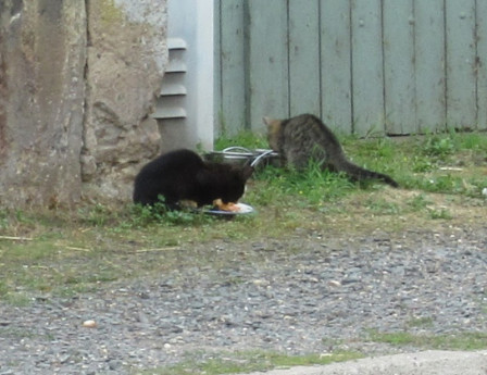 ChatFremenil03.jpg, août 2019