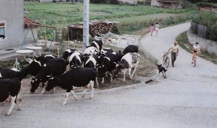 Marcel et vaches, janv. 2011