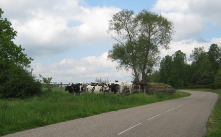 Vaches_et_Blockhaus.jpg