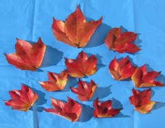 VigneVierge-Feuilles.jpg