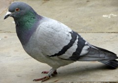 pigeon.jpg